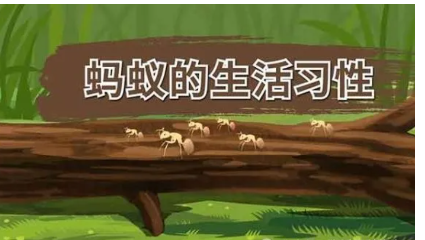 蚂蚁的特点和生活特征和外形是什么？蚂蚁的分工