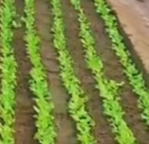 儿子晒老父亲的小菜园，板正得像军事化管理，连杂草都没有