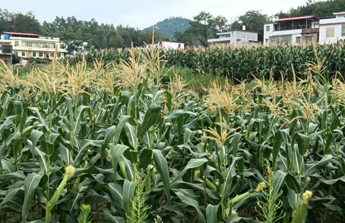 微信分付：打开资金周转新方式