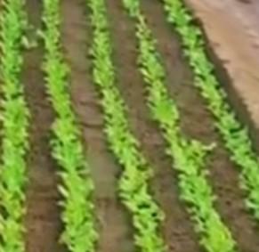 心若安处，身自无恙